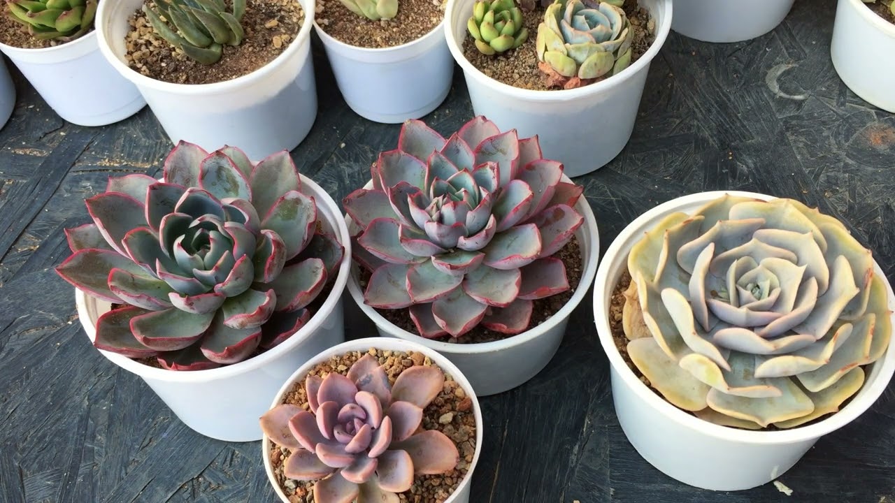 ケイスケ】echeveria Leather Switiching Leather echeveria Leather