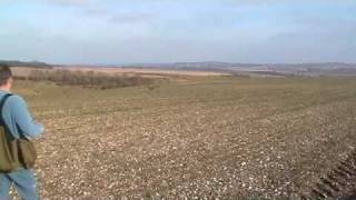 Golden Eagle vs Brown Hare