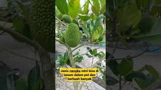 Download Lagu TABULAMPOT NANGKA GENJAH MP3