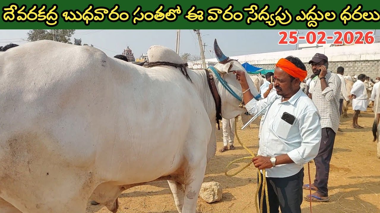 దేవరకద్ర బుధవారం ఎద్దుల సంత | Devarakadra Bulls market | Oxen prices | 25-02-2026 @purnafarms 