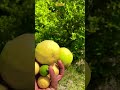 “Seedless Lemon Garden 🍋🌿 | Nature’s Magic!”#Amazing Seedless Lemons Growing #😍🍋”