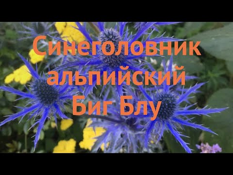 Синеголовник альпийский Биг Блу 🌿 обзор: как сажать, саженцы синеголовники Биг Блу