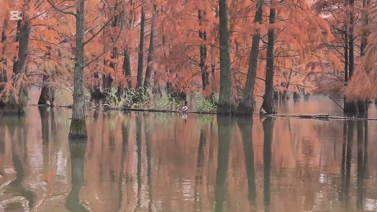 Nanjing Water Cedar Lake 池杉湖 Dec 2024