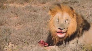 Lion Bites Off Warthogs Head Youtube