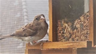 Rettet unsere Singvögel-füttert sie durchgehend das ganze Jahr, weil sonst weitere Arten aussterben by Der Kochsoap Kanal 833 views 9 months ago 3 minutes, 21 seconds