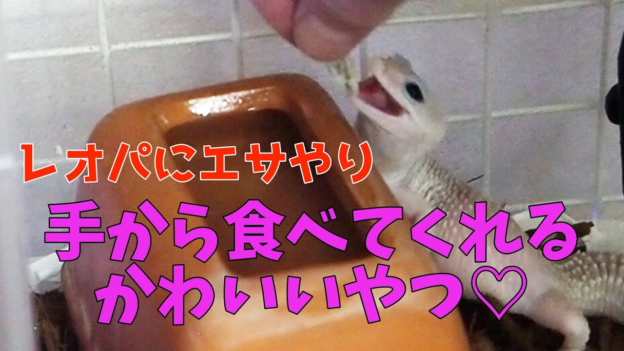レオパに初めてのエサやり 手から食べてくれるとか超かわいいんですけど Youtube