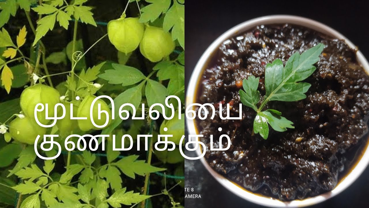 Mudakathan Keerai Recipes In Tamil Mudakathan Keerai Pickle In Tamil Balloon Vine Recipe In Tamil Youtube