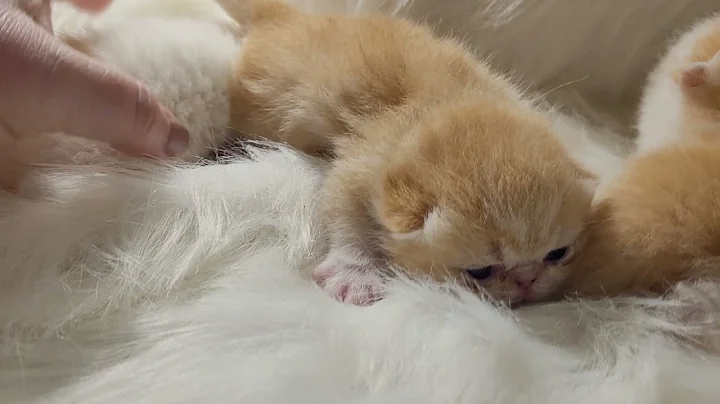 Video 1247561: exotic shorthair baby, baby tabby, red tabby