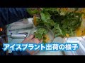 アイスプラント出荷と他の圃場の様子#582 の動画、YouTube動画。