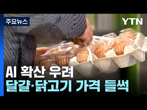   AI 확산에 달걀 닭고기 가격 들썩 수급 안정적 YTN