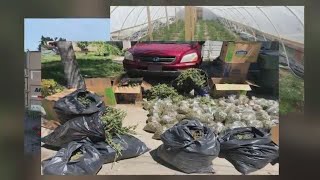 As illegal marijuana grows rise, local shop reminds not all grows yield same product
