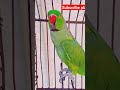 Parrot talk Amir Aisha