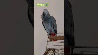 ГОВОРЯЩИЙ ПОПУГАЙ ЭВРИКА / НОВОЕ / I LOVE YOU / Evrika talking parrot #bird #эврика #евріка