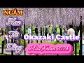 Hoa Tử Đằng Okazaki-Japan -Mùa Xuân Nhật Bản