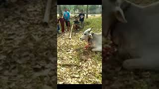 SAPI DISEMBELIH MASIH HIDUP | KEJADIAN ANEH \u0026 LANGKA