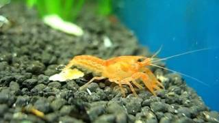 Young Mexican Orange Dwarf crayfish (CPO) in a shrimp tank