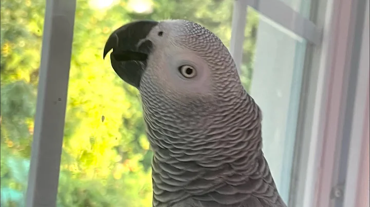 A few minutes with Symon this afternoon🦜#africangrey #talkingparrot #birds #parrot #pets #funny #cag