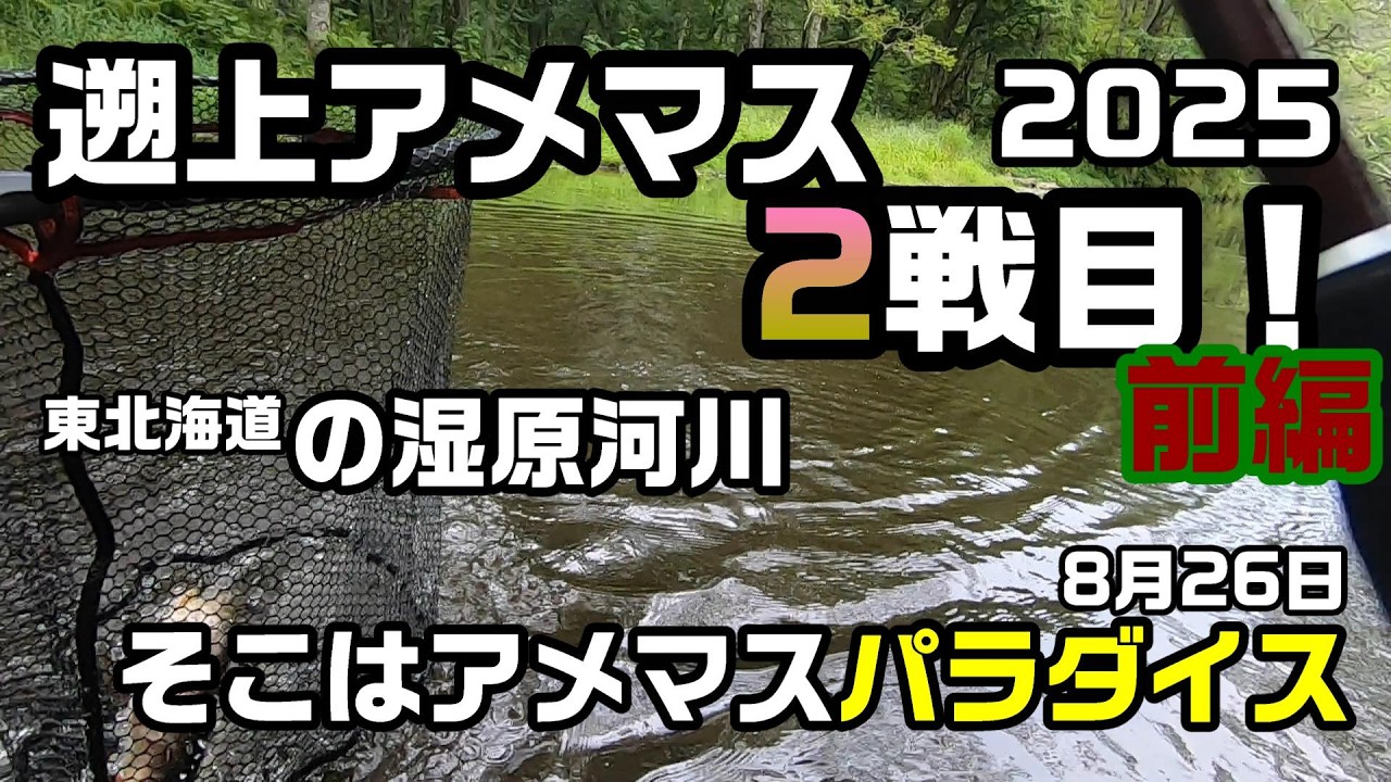 行かなきゃ損！遡上アメマス2戦目！前編 2025 東北海道の湿原河川【渓流釣り】そこはアメマスパラダイス