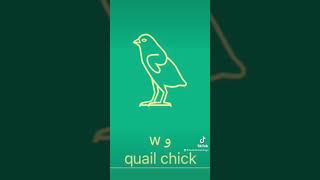 Beginning Egyptian Hieroglyphs w the quail chick