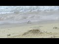 New Born, Baby Sea Turtle Race to the Ocean | Butiama Mafia Island |