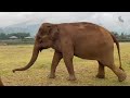 Update on elephants life at ENP in the morning - EleFlix