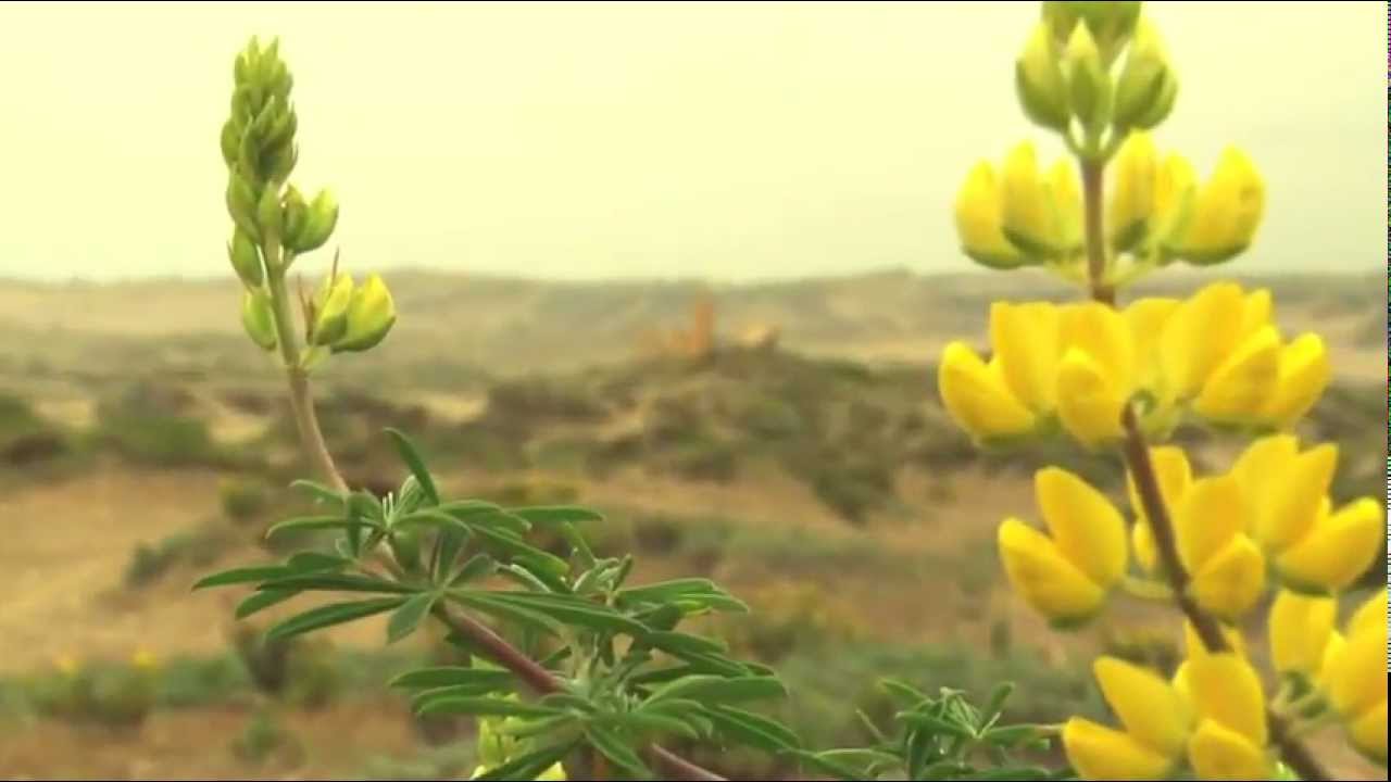 Conservación Humedal Costero Río Quilimarí. Región de Coquimbo, Chile.