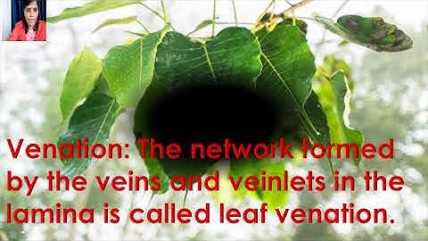 GEETA JAIN/ FORM 6/SCIENCE/CHAPTER 7 /GETTING TO KNOW PLANTS/PART - 3