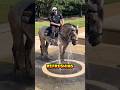 Heartwarming Texas Police Officer Horse Beat The Heat In Style Shorts Heartwarming Texas Police Officer Horse Beat The Heat In Style Shorts