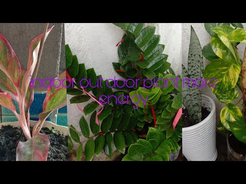 Video: Topiary, Ang Paggamit Ng Mga Na-trim Na Pandekorasyon Na Halaman Para Sa Dekorasyon Sa Bahay At Hardin