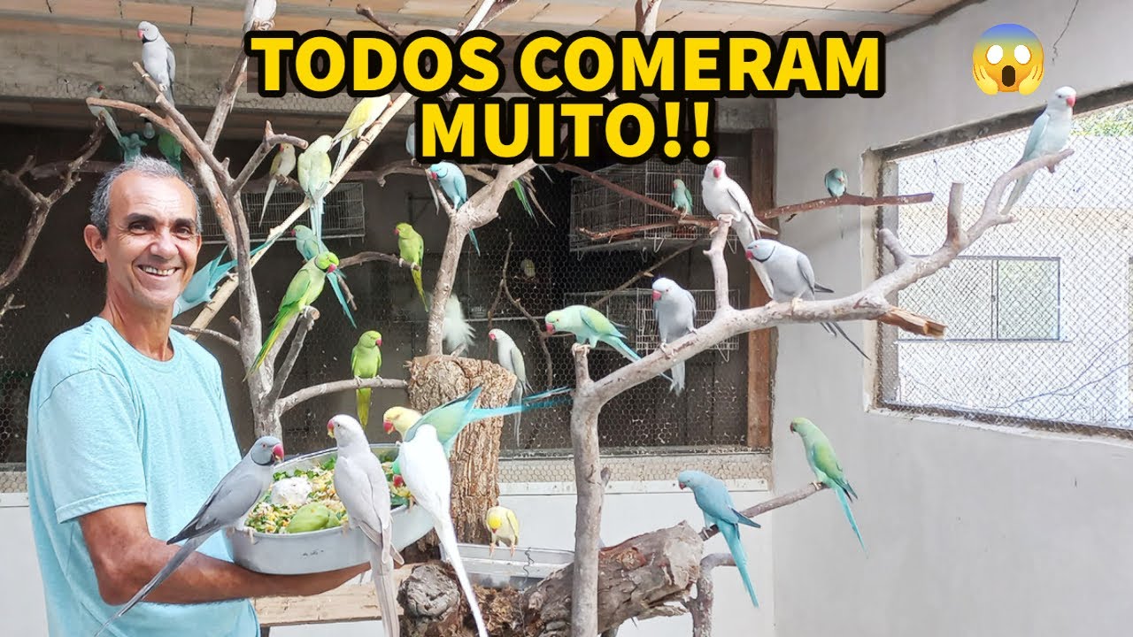 OS RING NECKS ADORAM ISSO