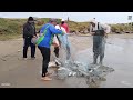 Laguna, SC, 21/05/21,Pesca de tarrafas, Molhes da Barra e vídeo pescador Adhan, cardume Praia do Gi.