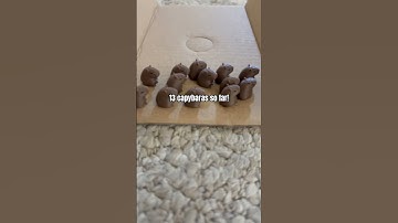 Printing a capybara for every sub! #3dprinting #3d #capybara #cute #animal #trending