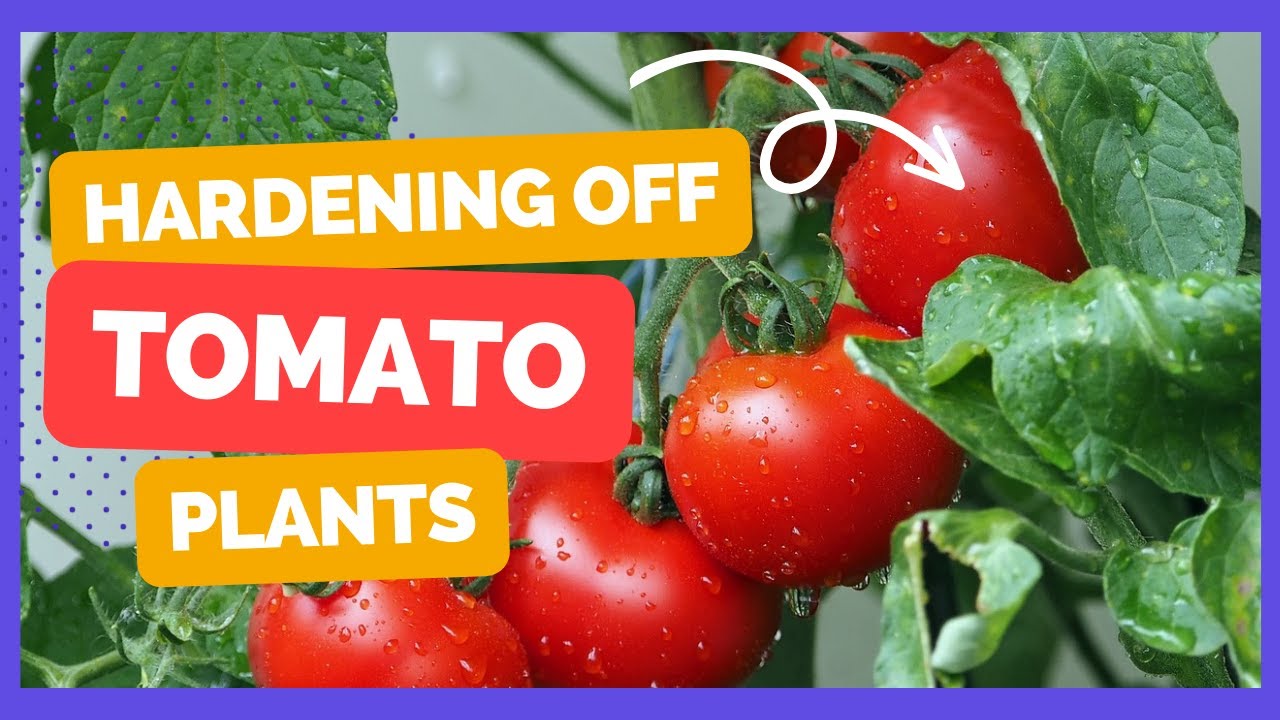 How To Harden Off Tomato Plants.