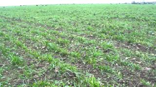 Sheep grazing growing wheat - 1 week on