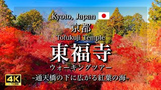 ใบไม้ในฤดูใบไม้ร่วงที่วัดโทฟุคุจิในเกียวโต ญี่ปุ่น | ทิวทัศน์ยอดนิยมและสะพานซึเท็นเคียว