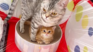 ママ猫に怒られるマンチカンの子猫がかわいい Baby Munchkin Kitten