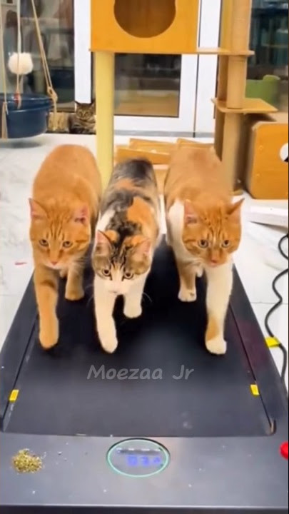 kucing olahraga lucu #catlover #kucinglucu #shortsfeed