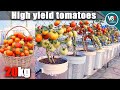 Easy way to grow tomato plant in container  tomatoes recipes