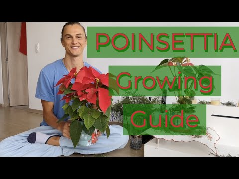 POINSETTIA Growing Guide & Tutorial