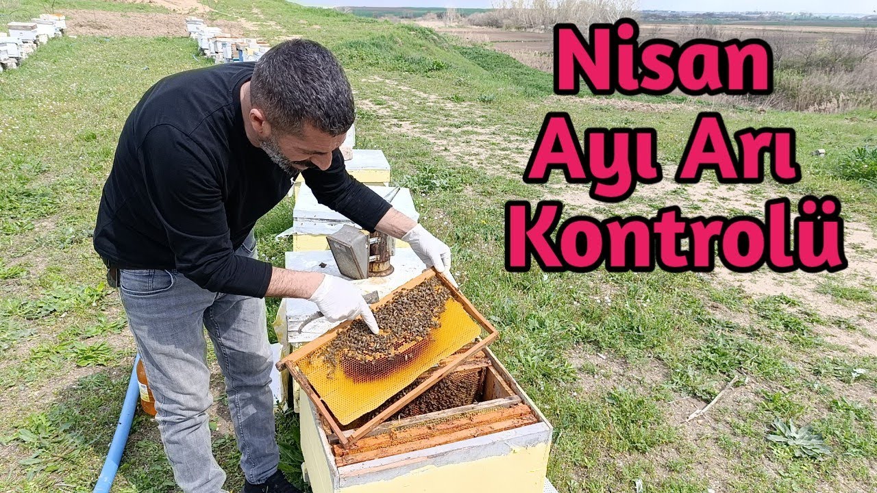 2025 Nisan Ayı Arı Kontrolü | Yapılması Gerekenler Uygulamalı Anlatım ne fayda