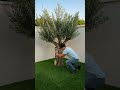 Abandoned Overgrown Garden Completely Transformed Into a Stunning Olive Tree Landscape — Full DIY