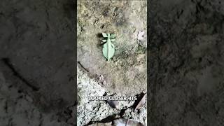 😱 When I took a closer look... I was shocked! #mystery #strange  #uniquefacts #naturalevents