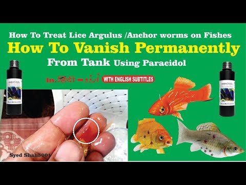 How to remove Fish lice, flukes, Anchor worm , HOW To Vanish permanently
