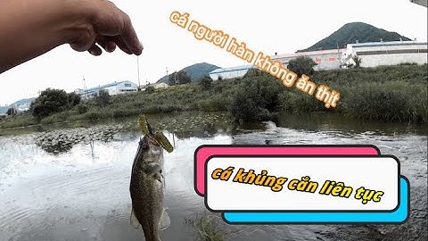 CÂU CÁ HÀN QUỐC 1, CÁ BASS |배스|CÁ NGƯỜI HÀN KHÔNG ĂN