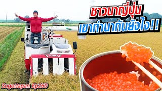 [Eng Sub] How do Japanese farmers plant rice? | ชาวนาญี่ปุ่นทำนาอย่างไร Hokkaido | SUGOI JAPAN | 260