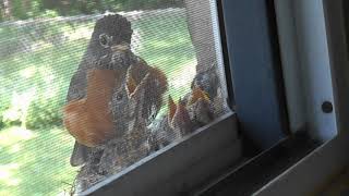 Babyrobins6/26/19