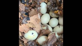 Gary Allan Learning Centre's Mallard Cam (LIVE)