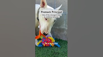 Premack principal: reinforcing a less likely behavior with a more likely behavior. #dogbehavior