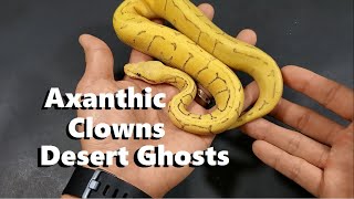 Recap: Axanthic Clown Desert Ghost