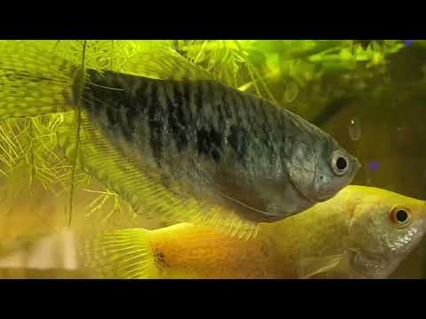 Чем отличаются самцы🐠 от самок🐟